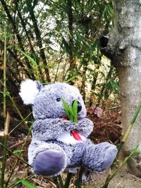 Jual Boneka Koala Kecil Murahl