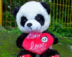 panda-telapak-m